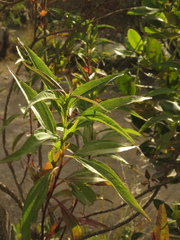Chromolaena perglabra
