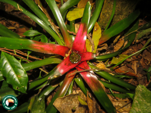Neoregelia carolinae