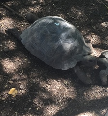 Chelonoidis niger vicina