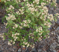 Pomaderris edgerleyi