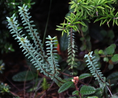 Pimelea orthia
