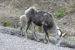 Ovis dalli stonei