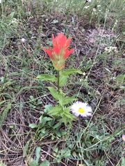 Castilleja nelsonii