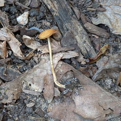 Agrocybe arvalis