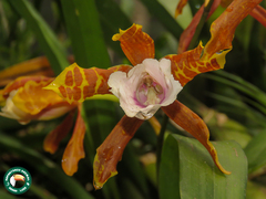 Miltonia candida, photograph (c) Diogo Luiz, some rights reserved (CC BY)