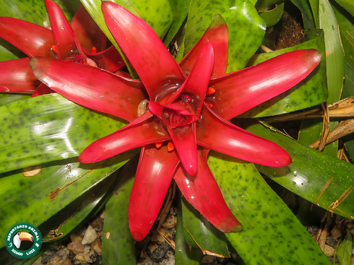 Nidularium rutilans
