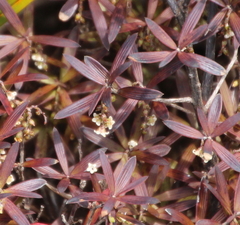 Leucopogon xerampelinus