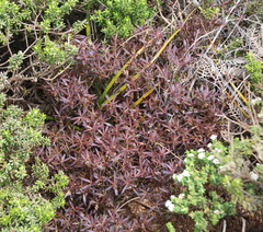 Leucopogon xerampelinus