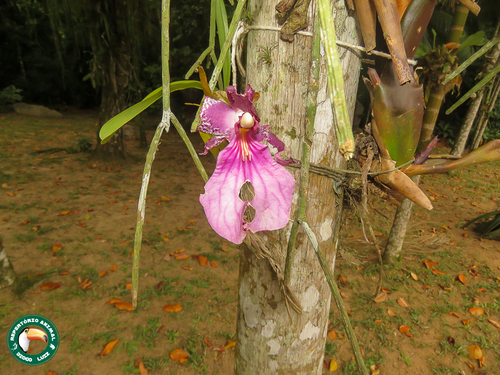 Miltonia moreliana, photograph 3