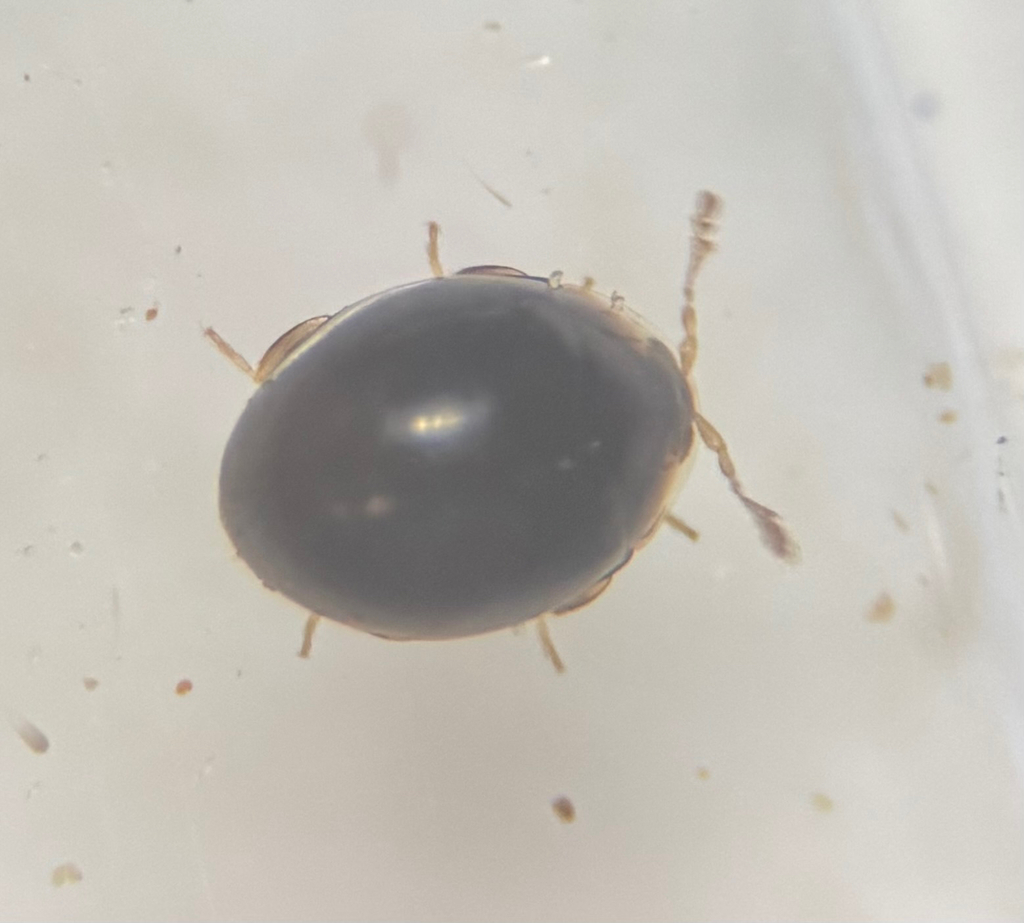 Holopsis marginicollis