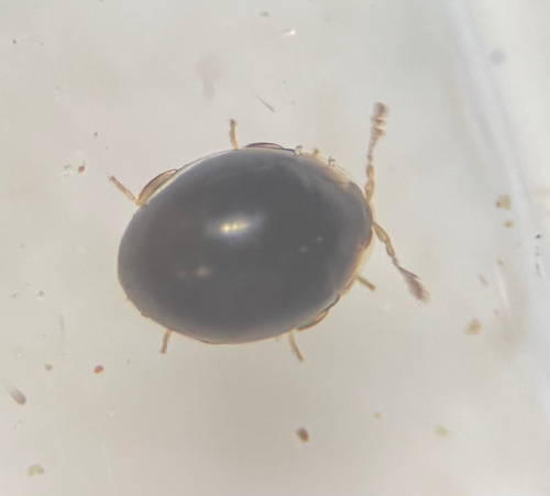 Holopsis marginicollis