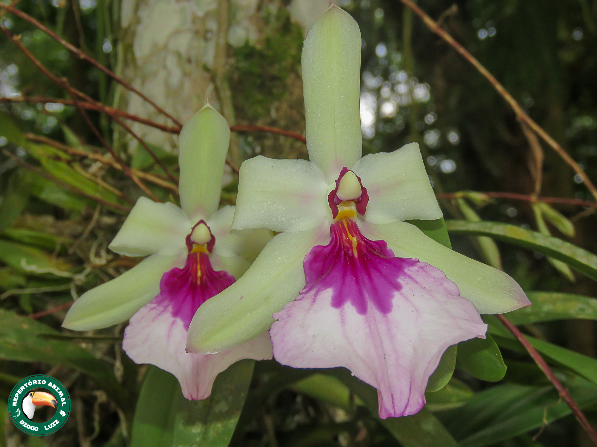 Imagem de Orquídea