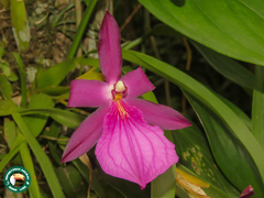 Miltonia moreliana, photograph (c) Diogo Luiz, some rights reserved (CC BY)