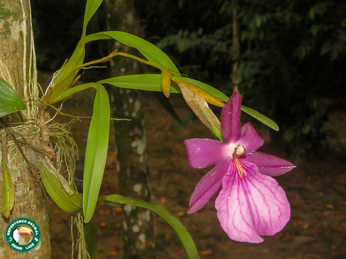 Miltonia moreliana, photograph 1