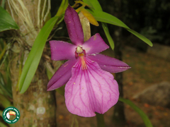 Miltonia moreliana