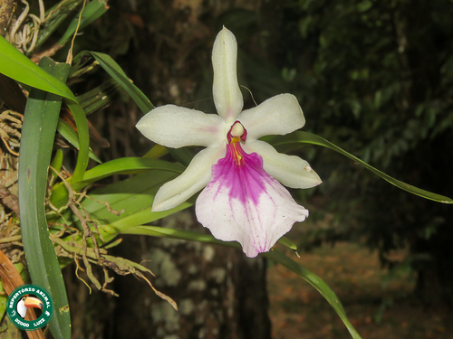 Miltonia spectabilis, photograph 2