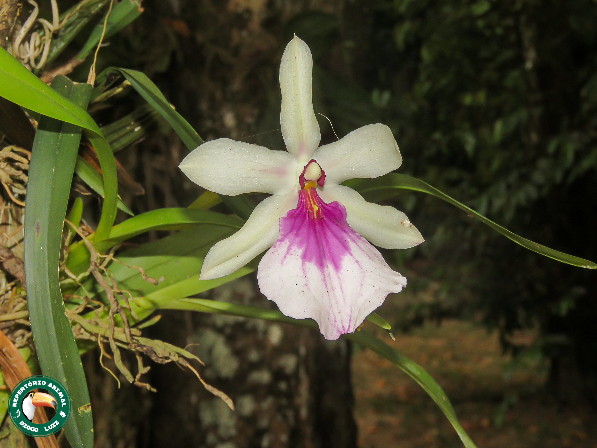 Imagem de Orquídea