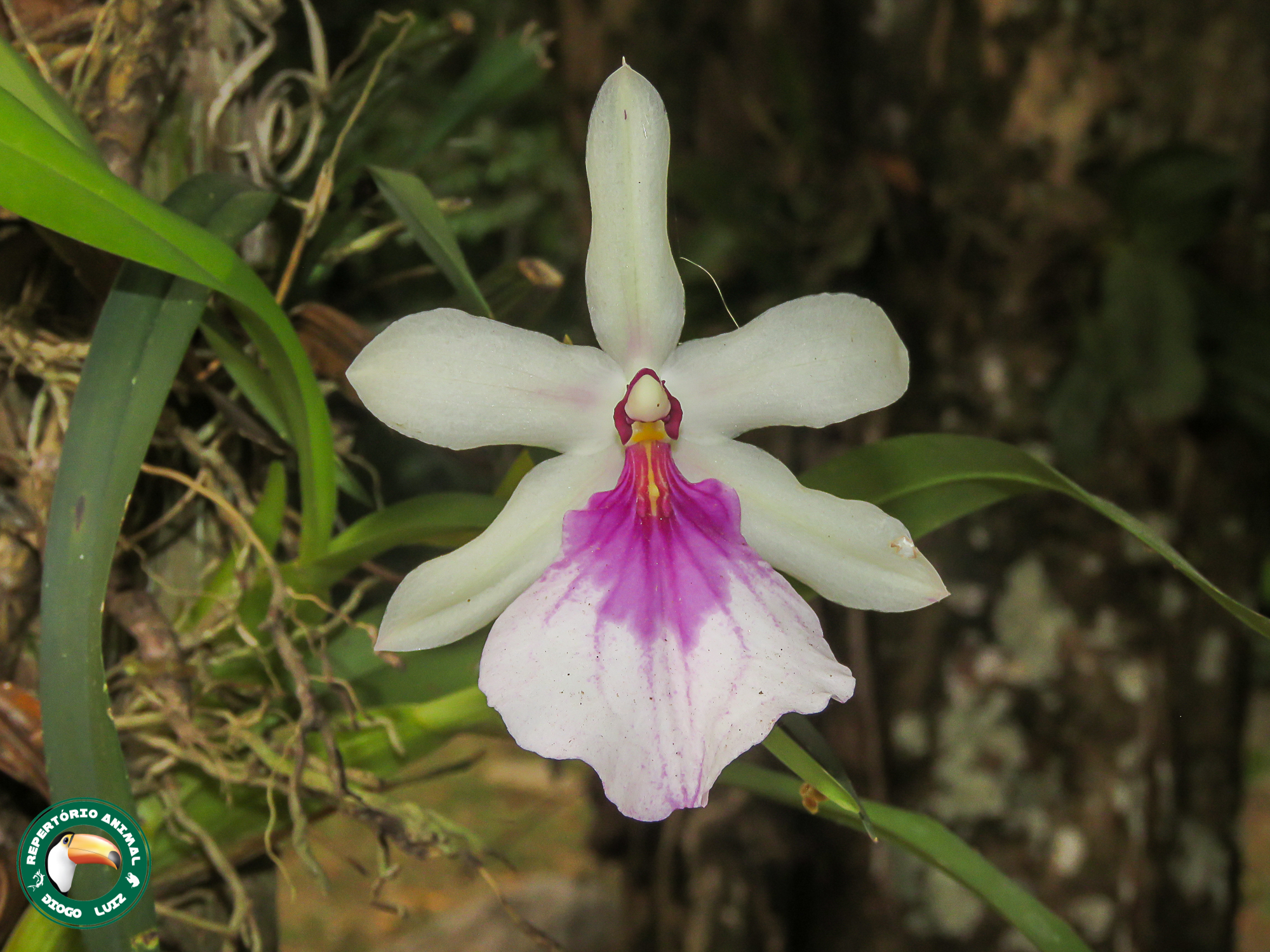 Imagem de Orquídea