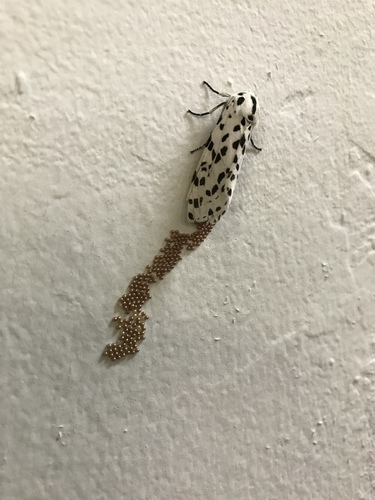 Many-spotted Tiger Moth