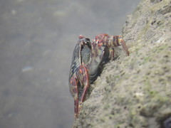 Grapsus albolineatus