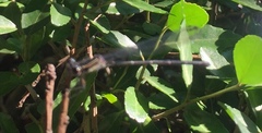 Argia translata