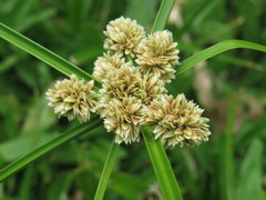 Cyperus luzulae