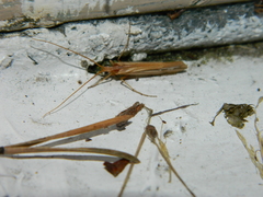 Limnephilus ornatus
