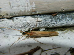 Limnephilus ornatus