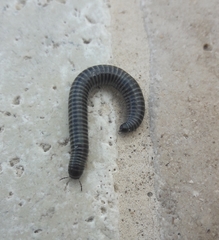 Ommatoiulus sabulosus aimatopodus