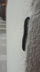 Ommatoiulus sabulosus aimatopodus