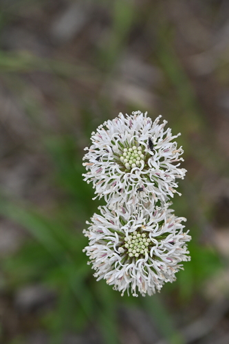 Image of Marshallia caespitosa by no rights reserved