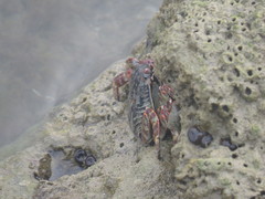 Grapsus albolineatus
