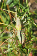 Psorodonotus