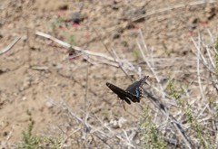 Papilio machaon bairdii