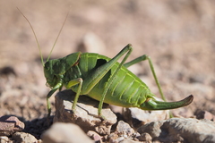Polysarcus denticauda