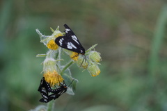 Gnophaela discreta