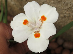 Dietes