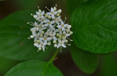 Cornus foemina