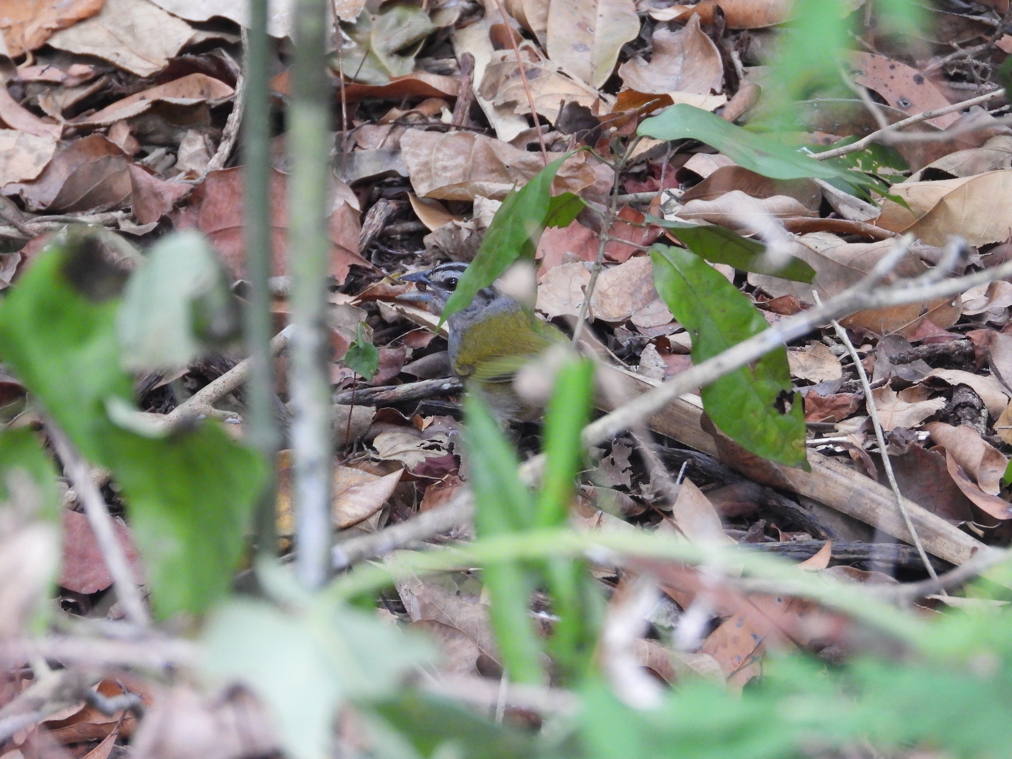 Green-backed Sparrow (Arremonops chloronotus), photo 2
