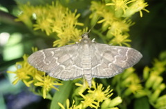 Pilocrocis ramentalis