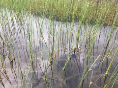 Schoenoplectus subterminalis