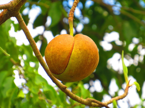 Dillenia indica