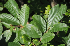Rhamnus fallax