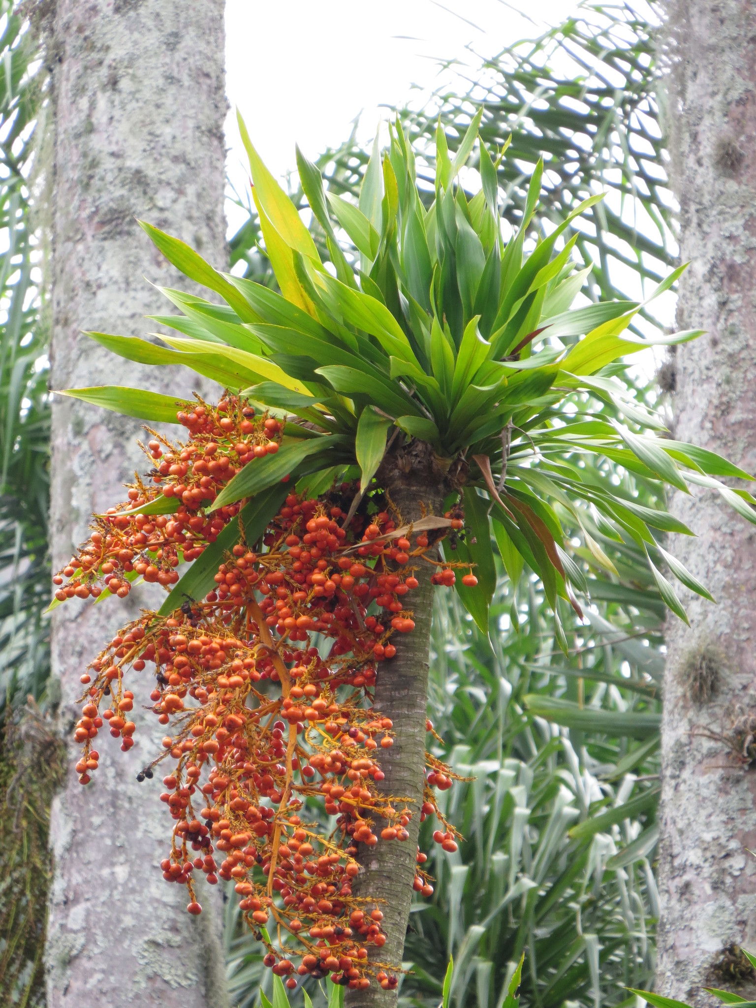 African Dragon Tree (Dracaena arborea)  iNaturalist