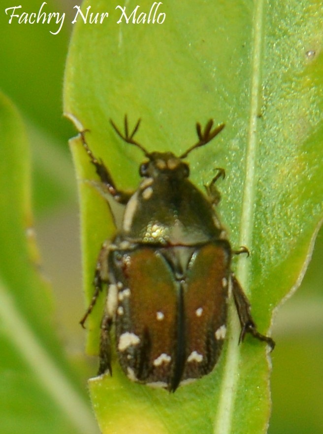 Protaetia tenuivestis