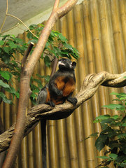 White-Lipped Tamarin photo 5