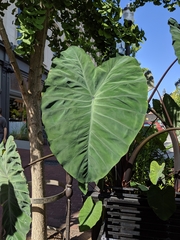 Colocasieae
