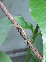 Anolis aeneus