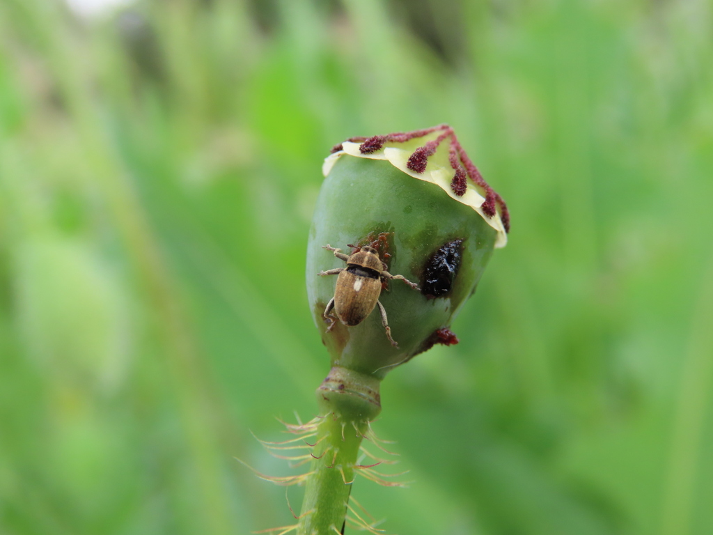 Neoglocianus maculaalba