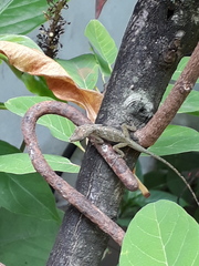 Anolis aeneus